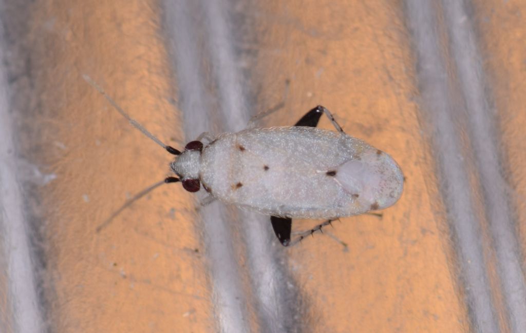 Miridae:   Nanopsallus carduellus - Izmir (Turchia)